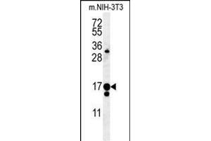 C14orf179 Antibody (Center) (ABIN651563 and ABIN2840304) western blot analysis in mouse NIH-3T3 cell line lysates (35 μg/lane). (IFT43 antibody  (AA 145-171))