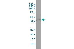 GNB3 monoclonal antibody (M01), clone M1-1-1D5 Western Blot analysis of GNB3 expression in HepG2 . (GNB3 antibody  (AA 1-340))