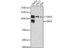 Western blot analysis of extracts of various cell lines, using FGFR4 Rabbit mAb (ABIN7267193) at 1:1000 dilution. (FGFR4 antibody)