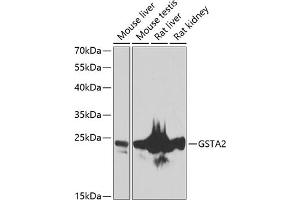 Western blot analysis of extracts of various cell lines, using GST antibody (ABIN6131964, ABIN6141463, ABIN6141464 and ABIN6223603) at 1:1000 dilution. (GSTa2 antibody  (AA 1-222))