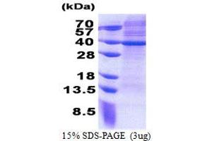 Mitochondrial Ribosomal Protein S2 (MRPS2) (AA 1-296) protein (His tag)