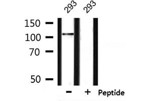 Western blot analysis of extracts from 293, using NRP1 Antibody.