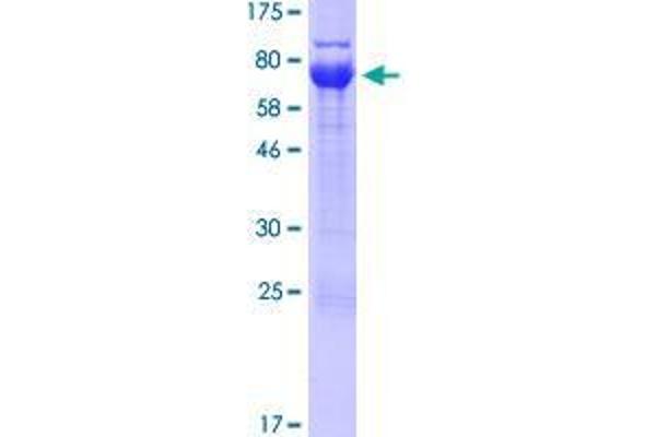 UBXN6 Protein (AA 1-441) (GST tag)