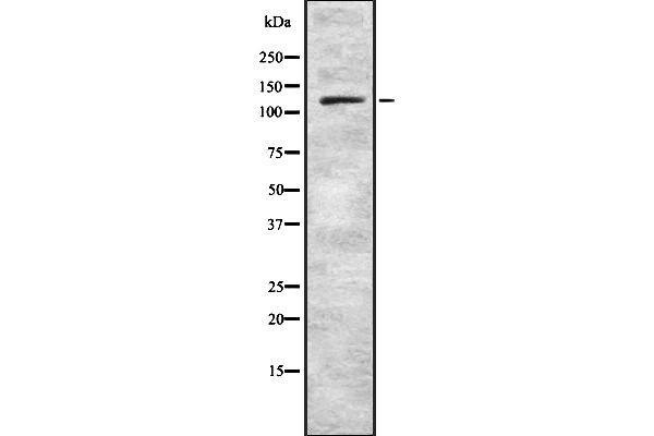 SPZ1 antibody  (Internal Region)