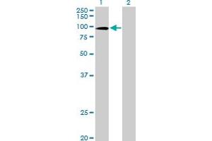 Western Blot analysis of ZNF43 expression in transfected 293T cell line by ZNF43 MaxPab polyclonal antibody. (ZNF43 antibody  (AA 1-803))