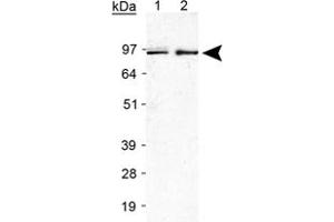 Western blot analysis of Ireb2 in Raw 264. (IREB2 antibody  (AA 100-200))