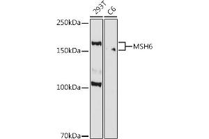 Western blot analysis of extracts of various cell lines, using MSH6 antibody (ABIN7268709) at 1:1000 dilution. (MSH6 antibody)