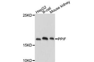 Western blot analysis of extracts of various cell lines, using PPIF antibody. (PPIF antibody  (AA 30-207))