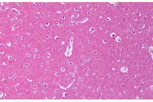 Anti-NRG1 antibody IHC staining of human brain, cortex. (Neuregulin 1 antibody)