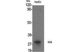 Western Blot (WB) analysis of specific cells using 9G8 Polyclonal Antibody. (SFRS7 antibody  (Internal Region))
