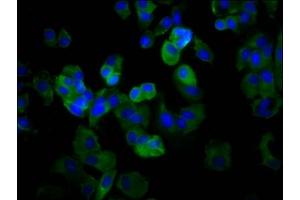 Immunofluorescence staining of MCF-7 cells with ABIN7160429 at 1:66, counter-stained with DAPI. (MPZL3 antibody  (AA 32-158))
