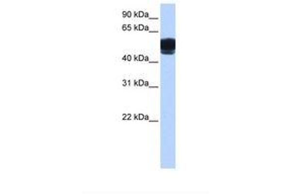 ZNF681 antibody  (C-Term)