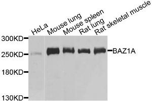 Western blot analysis of extracts of various cell lines, using BAZ1A antibody.