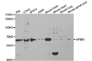 Western Blotting (WB) image for anti-Amyloid beta (A4) Precursor Protein-Binding, Family B, Member 1 (Fe65) (APBB1) antibody (ABIN1875421) (FE65 antibody)