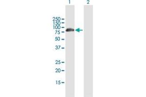 Western Blot analysis of DCP1B expression in transfected 293T cell line by DCP1B MaxPab polyclonal antibody. (DCP1B antibody  (AA 1-618))