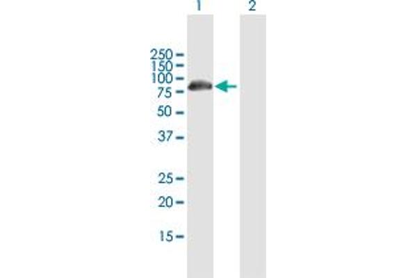 DCP1B antibody  (AA 1-618)