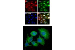 HeLa cells were stained with monoclonal anti-TYMS antibody (Green). (TYMS antibody)