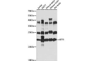 Western blot analysis of extracts of various cell lines, using BTF3 antibody (ABIN7265836) at 1:1000 dilution. (BTF3 antibody  (AA 50-150))