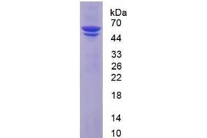 SDS-PAGE analysis of Human PDI Protein. (P4HB Protein)