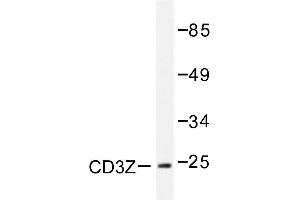 Image no. 1 for anti-CD247 Molecule (CD247) antibody (ABIN272006) (CD247 antibody)