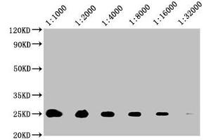 Western Blot Positive WB detected in: 20 μg A549 whole cell lysate All lanes: CD9 antibody at 1:1000, 1:2000, 1:4000, 1:8000, 1:16000, 1:32000 Secondary Goat polyclonal to mouse IgG at 1/50000 dilution Predicted band size: 25 KDa Observed band size: 25 KDa Exposure time: 5 min (CD9 antibody  (AA 112-195))