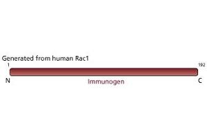 Image no. 3 for anti-RAC1 antibody (ABIN968089) (RAC1 antibody)