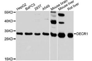 Western blot analysis of extracts of various cell lines, using DECR1 antibody (ABIN6292767) at 1:3000 dilution.