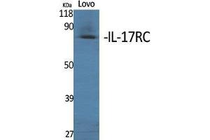 Western Blot (WB) analysis of specific cells using IL-17RC Polyclonal Antibody.