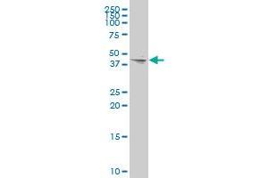 GJA7 polyclonal antibody (A01), Lot # 060608JCS1 Western Blot analysis of GJA7 expression in 293 . (GJC1 antibody  (AA 297-396))