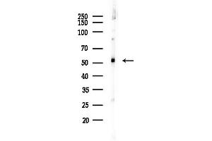 anti-Calcium Binding and Coiled-Coil Domain 2 (CALCOCO2) (Internal Region) antibody