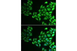 Immunofluorescence analysis of HeLa cell using CREB3 antibody.