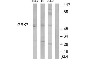 Western blot analysis of extracts from HeLa cells, Jurkat cells and COLO205 cells, using GRK7 antibody.