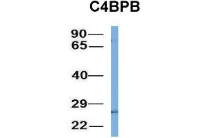 Host:  Rabbit  Target Name:  C4BPB  Sample Type:  721_B  Antibody Dilution:  1. (C4BPB antibody  (N-Term))