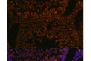 Immunofluorescence analysis of Rat testis using TPD52L3 Polyclonal Antibody at dilution of 1:100. (TPD52L3 antibody)