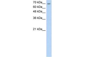 Western Blotting (WB) image for anti-Lipolysis Stimulated Lipoprotein Receptor (LSR) antibody (ABIN2460637) (LSR antibody)