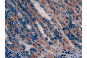 DAB staining on IHC-P; Samples: Mouse Stomach Tissue (GHRH antibody  (AA 20-97))
