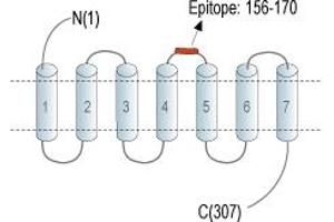 Representative domain view of the target of ABIN7043156.