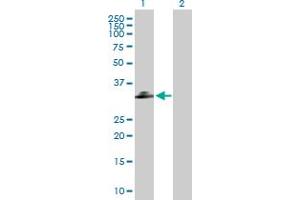 Western Blot analysis of C1QTNF2 expression in transfected 293T cell line by C1QTNF2 MaxPab polyclonal antibody. (C1QTNF2 antibody  (AA 1-285))