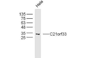 Human hela cells probed with C21orf33 Polyclonal Antibody, unconjugated  at 1:300 overnight at 4°C followed by a conjugated secondary antibody at 1:10000 for 90 minutes at 37°C.