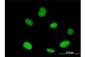 Immunofluorescence (IF) image for anti-Exportin 5 (XPO5) (AA 1-1204) antibody (ABIN949538)