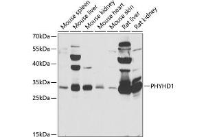 Western blot analysis of extracts of various cell lines, using PHYHD1 antibody (ABIN6133210, ABIN6145585, ABIN6145586 and ABIN6223037) at 1:1000 dilution. (PHYHD1 antibody  (AA 1-291))