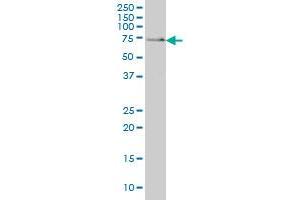 SH3BP2 antibody  (AA 452-561)