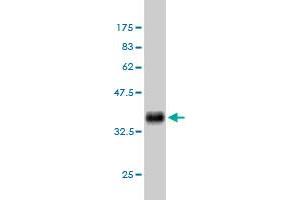 Western Blot detection against Immunogen (35. (BMPR1B antibody  (AA 14-103))