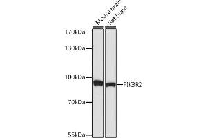 Western blot analysis of extracts of various cell lines, using PI3 Kinase p85 beta antibody (ABIN7269320) at 1:1000 dilution. (PIK3R2 antibody)