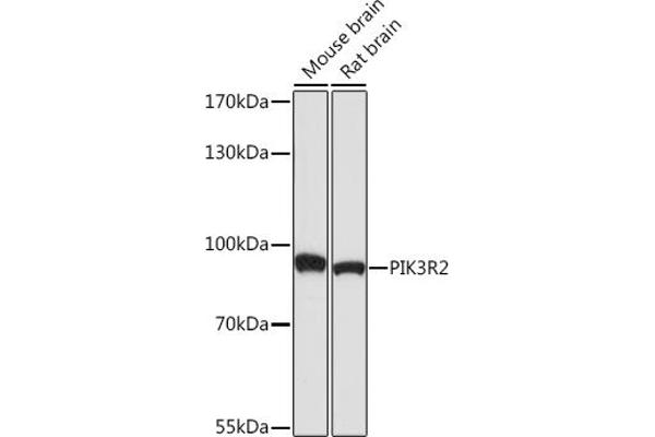 PIK3R2 抗体