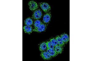 Immunofluorescence (IF) image for anti-Dipeptidyl-Peptidase 3 (DPP3) antibody (ABIN2996092) (DPP3 antibody)
