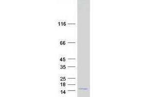 C20orf149 Protein (Myc-DYKDDDDK Tag)