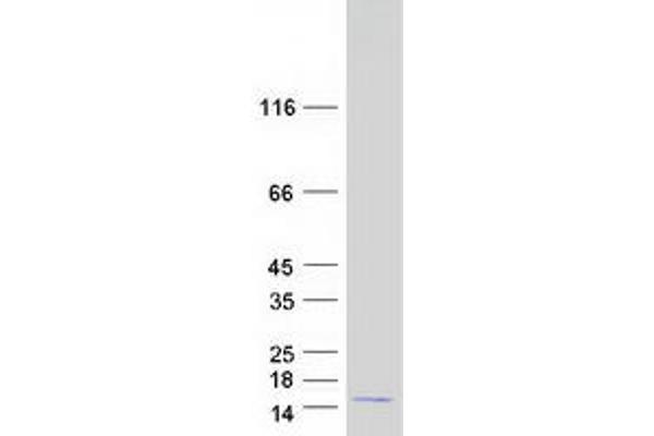 C20orf149 Protein (Myc-DYKDDDDK Tag)