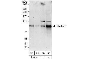 anti-Cyclin F (CCNF) (AA 736-786) antibody