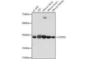 Western blot analysis of extracts of various cell lines, using COPS3 Rabbit mAb (ABIN7266498) at 1:1000 dilution. (COPS3 antibody)
